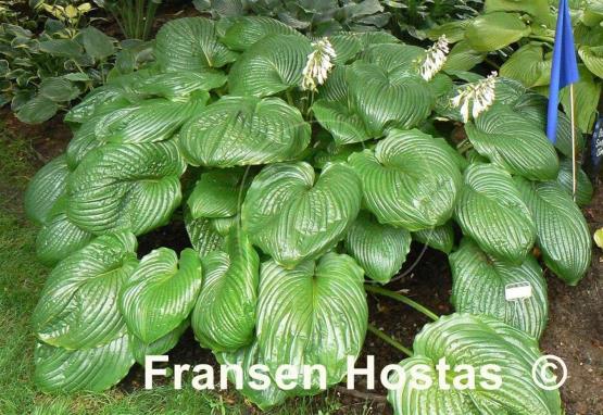 Hosta Hoosier Dome